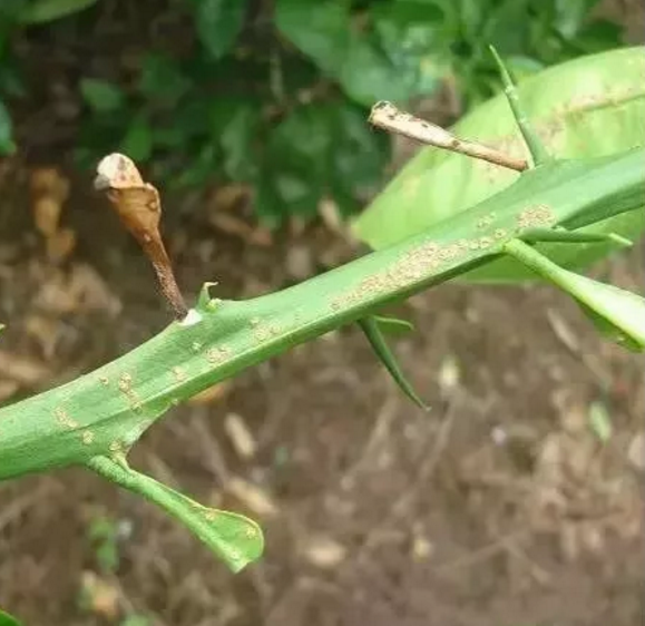 柑橘清园要点